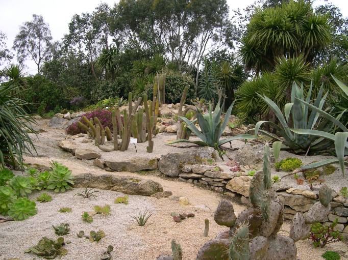 cactus